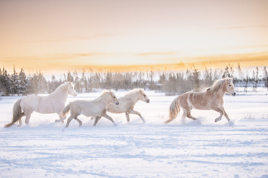 valokuvaus hevoskuvaus auringonnousukuvaus